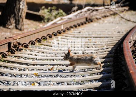 Simpatico e soffice coniglietto che attraversa i binari della ferrovia in Colorado, Stati Uniti Foto Stock