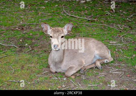 Cervi Sika GIAPPONESI / cervi avvistati del nord (Cervus nippon). Cervidi. Nara Deer Park, Giappone Foto Stock