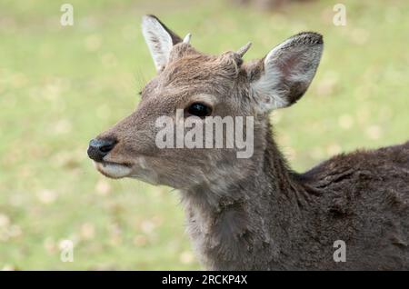 Cervi Sika GIAPPONESI / cervi avvistati del nord (Cervus nippon). Cervidi. Nara Deer Park, Giappone Foto Stock