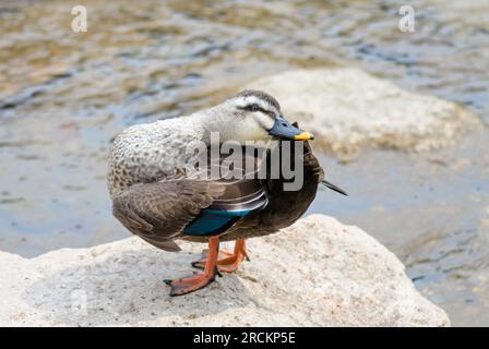 Preening giapponese a becco d'anatra (Anas poecilorhyncha), Kobe, Giappone Foto Stock