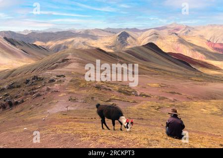 Alpaca a Palccoyo arcobaleno montagne in Perù Foto Stock