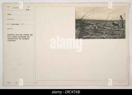 Cane ospedale e il suo gestore perquisiscono il campo di battaglia per i soldati feriti durante la prima guerra mondiale Questa fotografia, etichettata come G-20 65552 e scattata il 12 maggio 1919, cattura il ruolo cruciale svolto dai cani nel localizzare il personale ferito. Il loro impegno ad aiutare gli sforzi di salvataggio è stato notevole. Foto Stock