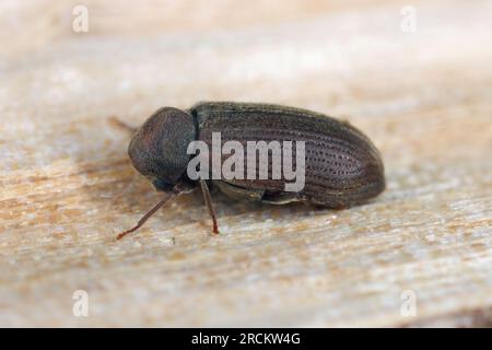 Verme o scarabeo per mobili (Anobium punctatum). Lo scarabeo sul legno in cui si sviluppano le sue larve. Foto Stock