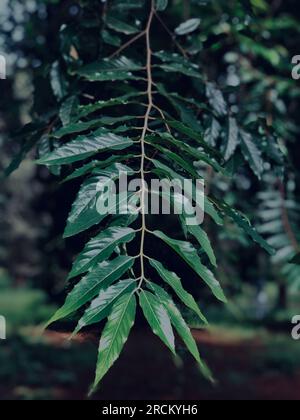 L'arboreto di Nairobi si trova lungo la strada statale nell'area di Kilimani, Nairobi, Kenya. È stata fondata nel 1907 dal signor Batiscombe per tentare Foto Stock