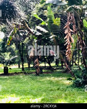 L'arboreto di Nairobi si trova lungo la strada statale nell'area di Kilimani, Nairobi, Kenya. È stata fondata nel 1907 dal signor Batiscombe per tentare Foto Stock