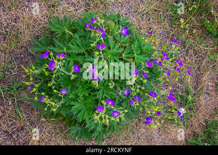 I gerani blu fioriscono sotto la luce del sole estivo. Geranio forestale Geranium sylvaticum fiore illuminato dai soli su sfondo verde. Foto Stock