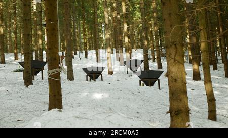 Trappola di feromone abete rosso bosco abete rosso neve invernale scatola di pesticidi con feromoni di insetti grande corteccia di abete rosso bosco di coleottero montagna barbabietola di corteccia Foto Stock