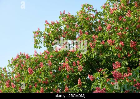 Albero di castagno rosso (Aesculus x carnea) fiorito in primavera, Vancouver, British Columbia, Canada Foto Stock