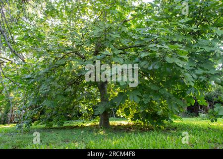 fotografia di un bellissimo e grande albero di fichi. Ficus carica Foto Stock