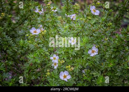 Cinquefoil arbustivo, Dasiphora fruticosa sin Potentilla fruticosa Abbotswood, primo piano di fiori bianchi con cinque petali. Foto Stock