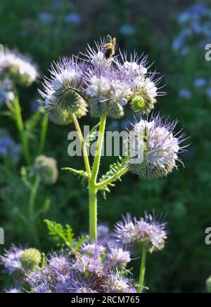 Il campo è in fiore phacelia - una speciale pianta di miele per le api Foto Stock
