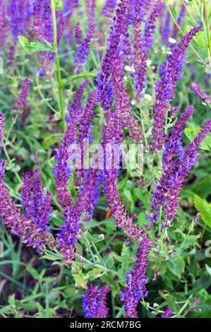 La salvia nemorosa cresce tra le erbe selvatiche Foto Stock