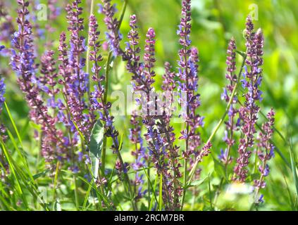 La salvia nemorosa cresce tra le erbe selvatiche Foto Stock