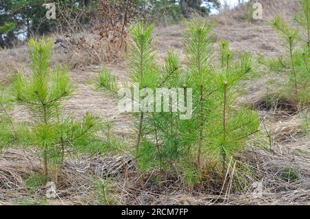 Giovane pino autosemina che cresce in natura Foto Stock