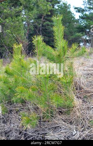 Giovane pino autosemina che cresce in natura Foto Stock