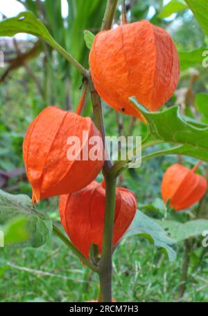 In estate, i physalis della famiglia dell'ombra della notte si sviluppano nel giardino Foto Stock