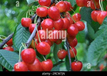 Su un ramo d'albero, frutti di bosco maturi, ciliegia dolce (Prunus avium) Foto Stock