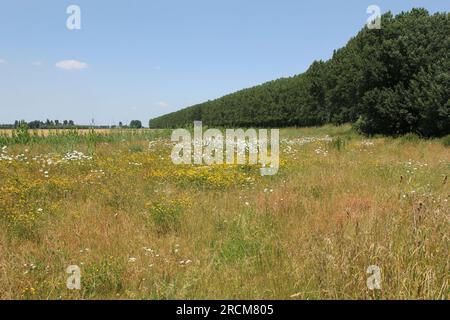 un margine di campo con trifoglio giallo e fiori di marguerite e una fila di alberi sullo sfondo Foto Stock