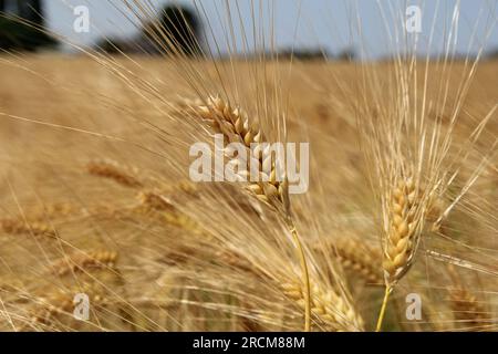 un bellissimo orzo con i peli lunghi in primo piano in un campo in campagna Foto Stock