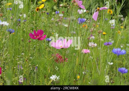 un gruppo di splendidi fiori selvatici in primo piano con cosmo rosa, fiori di mais blu e foglie verdi fresche Foto Stock