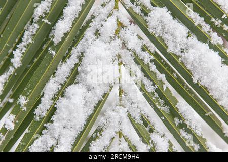 Dettaglio della foglia di palma ricoperta di neve nella foto full frame. Concetto di cambiamento climatico. Foto Stock