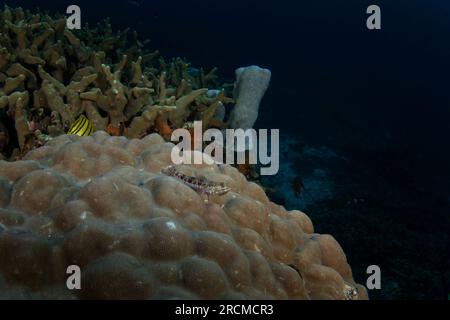 Il pesce lupo variegato giace sul fondo marino. Synodus variegatus durante l'immersione a Raja Ampat. Vita marina in Indonesia. Foto Stock