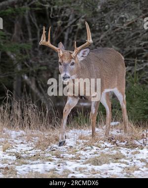 Cervo dalla coda bianca (Odocoileus virginianus). Maturo Buck a dicembre nel Parco Nazionale di Acadia, Maine, Stati Uniti. Foto Stock