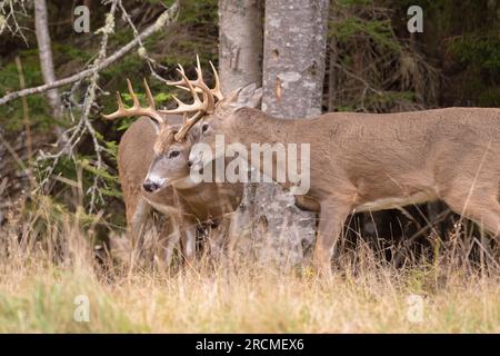 Cervo dalla coda bianca (Odocoileus virginianus). Cervo dalla coda bianca (Odocoileus virginianus). I soldi si sparano durante il rut. Parco nazionale di Acadia, Maine, Foto Stock