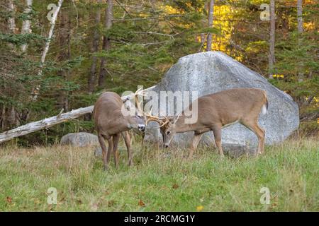 Cervo dalla coda bianca (Odocoileus virginianus). Cervo dalla coda bianca (Odocoileus virginianus). I soldi si sparano durante il rut. Parco nazionale di Acadia, Maine, Foto Stock
