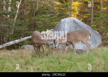 Cervo dalla coda bianca (Odocoileus virginianus). Cervo dalla coda bianca (Odocoileus virginianus). I soldi si sparano durante il rut. Parco nazionale di Acadia, Maine, Foto Stock