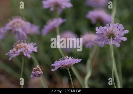 Fiori di Scabiosa in fiore con messa a fuoco limitata Foto Stock