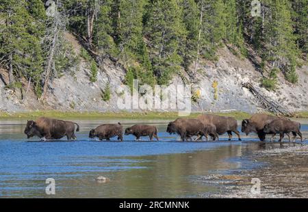 Bisonte americano (Bison bison) che attraversa il fiume Yellowstone. Autunno nel parco nazionale di Yellowstone, Wyoming, Stati Uniti. Foto Stock