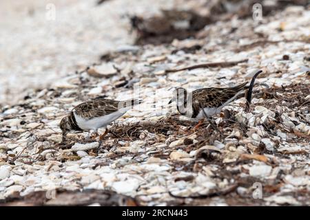 Florida. Ruddy Turnstones adulti (interpreta Arenaria) con cappotto invernale che si nutre di pulci di sabbia, crostacei e vermi sull'isola di Sanibel. Foto Stock