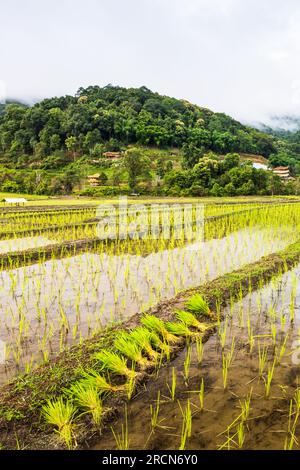 Il paesaggio di verdi piantine di riso nelle risaie durante la stagione delle piantagioni, circondato da foreste tropicali nella stagione delle piogge. Rurale in Thailandia. Foto Stock