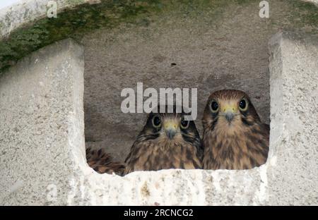 Oberglaucha, Germania. 16 luglio 2023. I giovani ghepardi guardano fuori da una scatola di nidi. Tra qualche giorno voleranno via. L'allevamento dei giovani è completato in quasi tutte le specie di uccelli locali. Credito: Sebastian Willnow/dpa/Alamy Live News Foto Stock