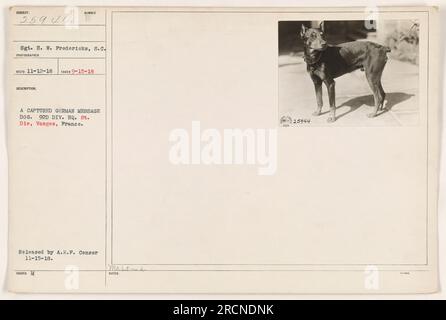 Il Sgt. H. W. Fredericks ha scattato questa foto di un cane tedesco Message al quartier generale della 92esima Divisione a St. Die, Vosges, Francia. La foto è stata scattata il 15 settembre 1918. È stato rilasciato dalla A.E.P. Censura il 15 novembre 1918, e accompagnata dalle banconote numerate 25944. Foto Stock