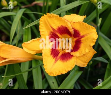 "Ingannare me' Daylily, Daglilja (Hemerocallis) Foto Stock