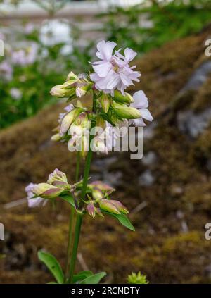 Soapwort comune, Såpnejlika (Saponaria officinalis) Foto Stock