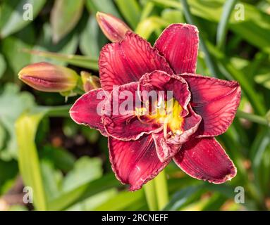 'Stellar Double Rose' Daylily, Daglilja (Hemerocallis) Foto Stock