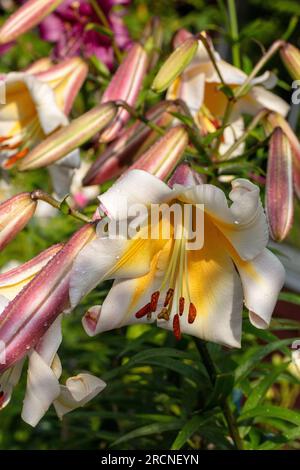 "Miss peculiare" Giglio Skyscraper, Trädlilja (ibrido Lilium) Foto Stock