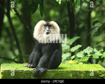 Il macaco dalla coda di leone, noto anche come wanderoo, è una scimmia del Vecchio mondo endemica dei Ghati occidentali dell'India meridionale Foto Stock