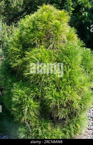 Black Pine, Pinus nigra "Globosa Viridis" precedentemente indicato come Pinus sylvestris "Globosa Viridis" Foto Stock