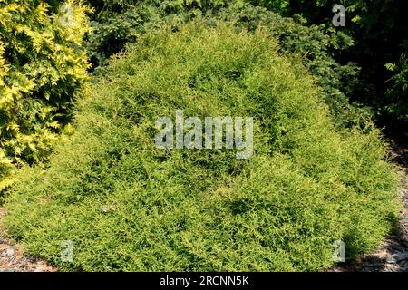 White Cedar, American Arborvitae, Tree, Thuja occidentalis "Linesville", Compact, Conifera, Evergreen, Foliage Foto Stock