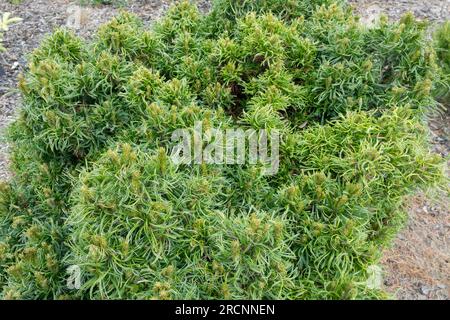 Un piccolo e robusto albero di conifere Pinus strobus "Green Twist" Foto Stock