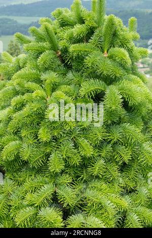 Cilician Fir, Abies cilicica 'Spring Grove', Spring, Foliage, Tree Green Young Shoots Foto Stock