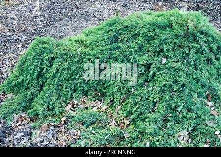 Cedrus deodara, Prostrate, Cedrus, Deodar, a crescita lenta, Cedro, Giardino, Cultivar, Cedrus deodara "Feelin" Foto Stock