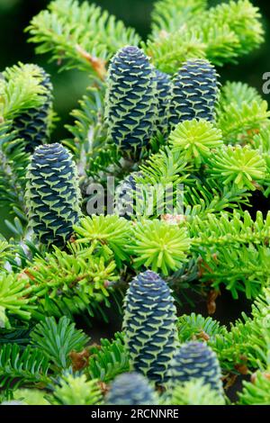 Korean Fir Abies koreana, coni, Abies koreana "Grune Spinne" Foto Stock