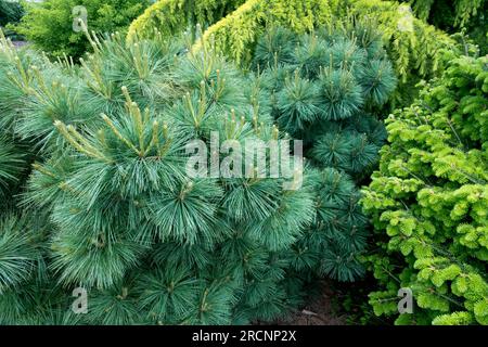 Pino di Weymouth, coltivazione, Pinus strobus 'Dwerg' con altre conifere, alberi in giardino, Cedrus deodara, Abies alba Foto Stock