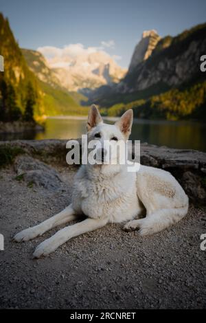Ritratto di un pastore svizzero bello e felice sul paesaggio austriaco pieno di montagne e lago vicino a Dachstein. Foto Stock