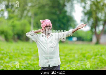 Contadino indiano che mostra alberi di cotone in una fattoria di cotone , contadino felice Foto Stock